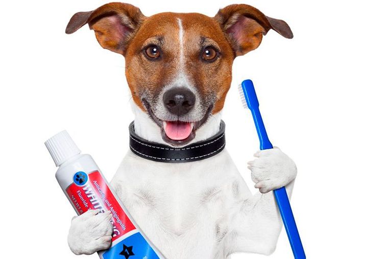 Perro con cepillo y pasta dental