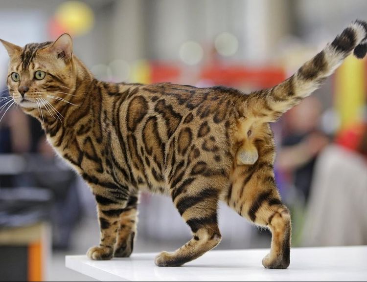 Gato bengalí en exposición