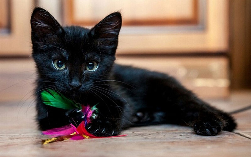 Cómo llamar a un gatito negro hembra y macho