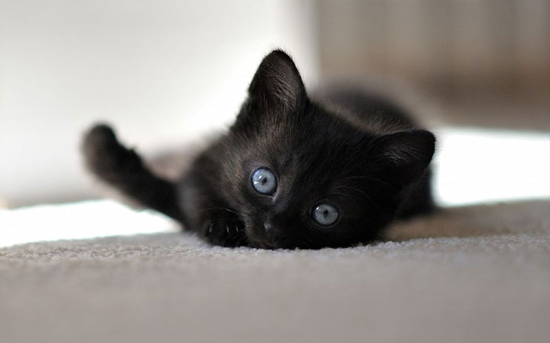 Cómo elegir el nombre para un gatito negro