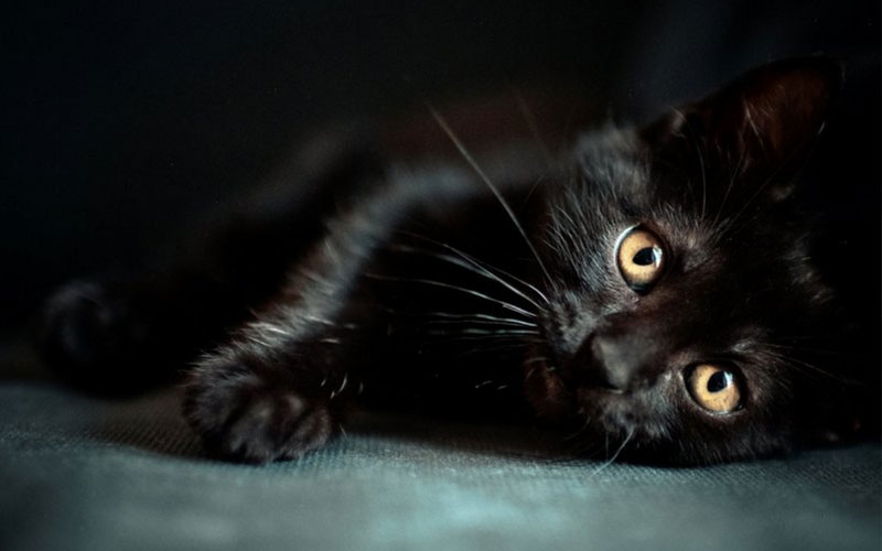 Nombres creativos para un gatito negro