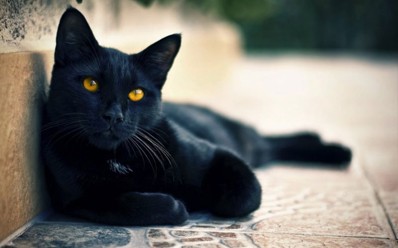 Nombres para gato y gata negros (populares, originales, temáticos, creativos)