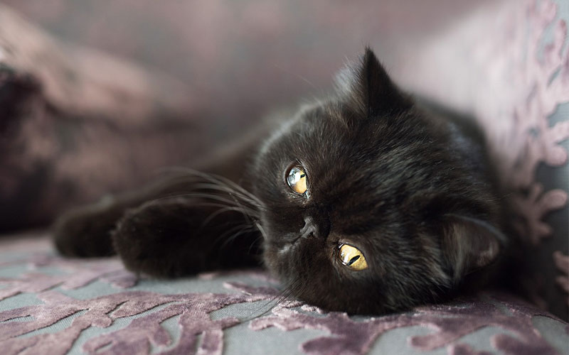 Nombres para gato y gata negros