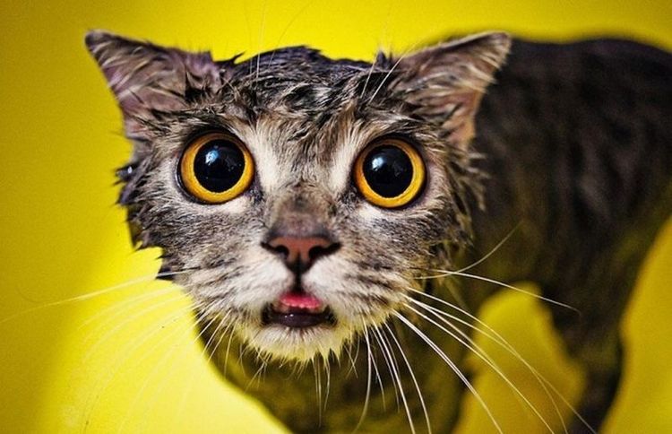 Gato mojado
