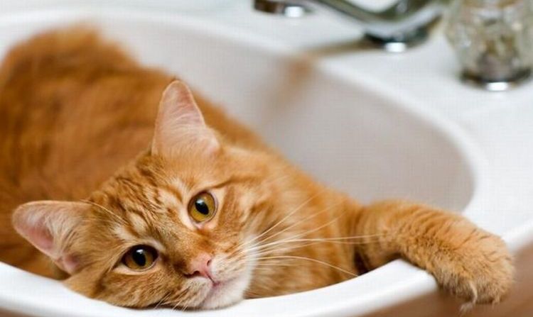 Gato pelirrojo tumbado en el lavabo