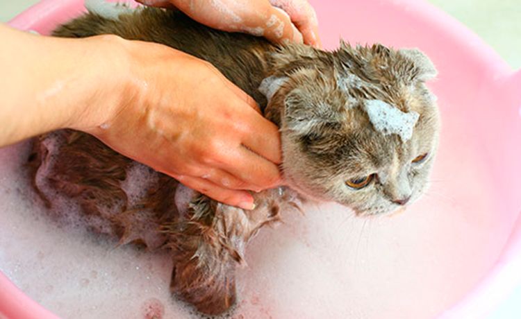 Baño de gatos