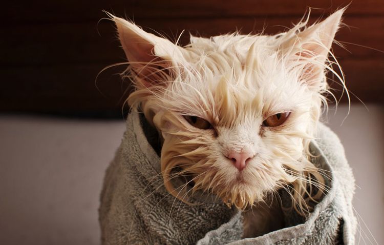 Gato mojado envuelto en toalla