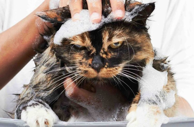 Gato enfadado en espuma de jabón