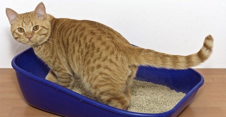 Gato de color naranja en el arenero con arena