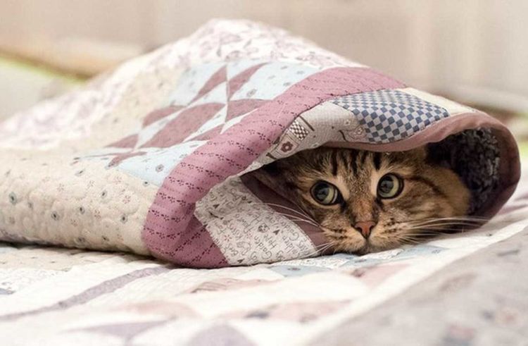 El gato se esconde