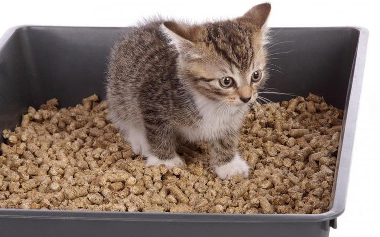 Gatito en la bandeja con arena de madera