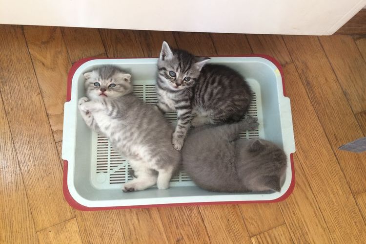 Gatitos en el arenero