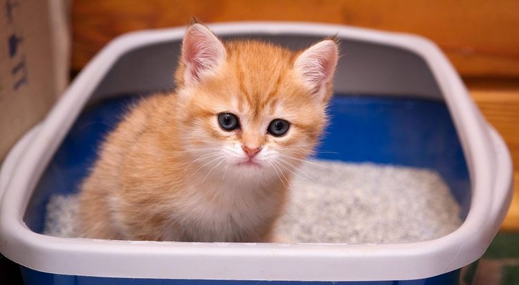 Gatito pelirrojo en el arenero