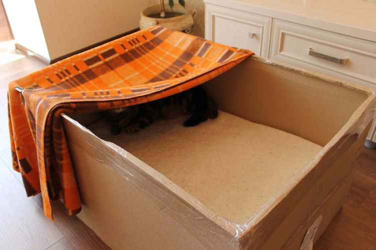 Gata embarazada en una caja