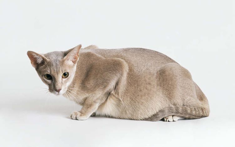 Gata embarazada