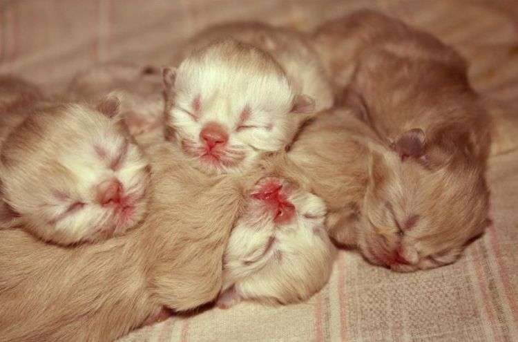 Gatitos recién nacidos