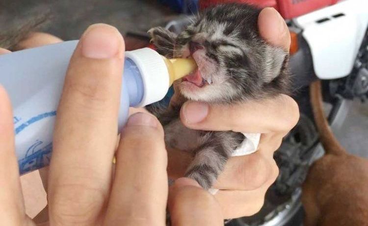 Alimentación de un gatito recién nacido con biberón