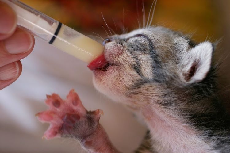 Alimentación de un gatito recién nacido con jeringuilla
