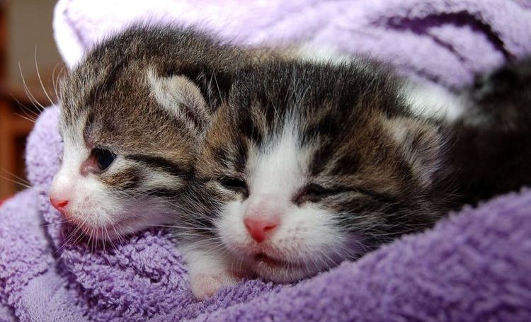 Dos gatitos
