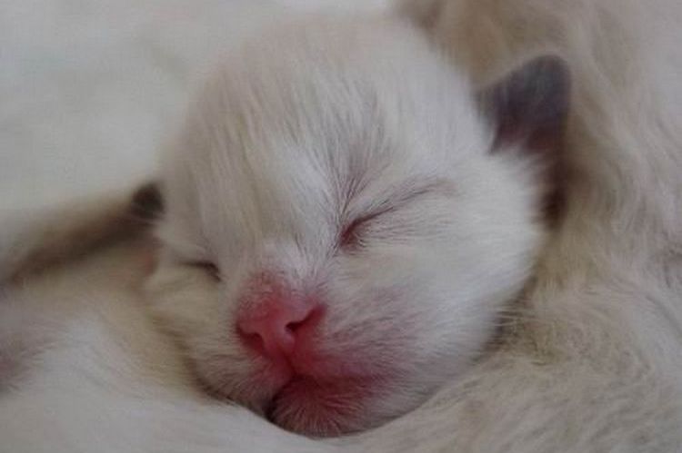 Minúsculo gatito