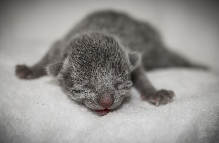 Gatito recién nacido