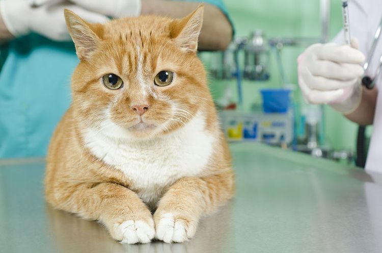 Gato en el veterinario