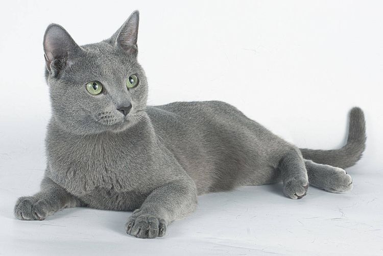 Hermosa gata