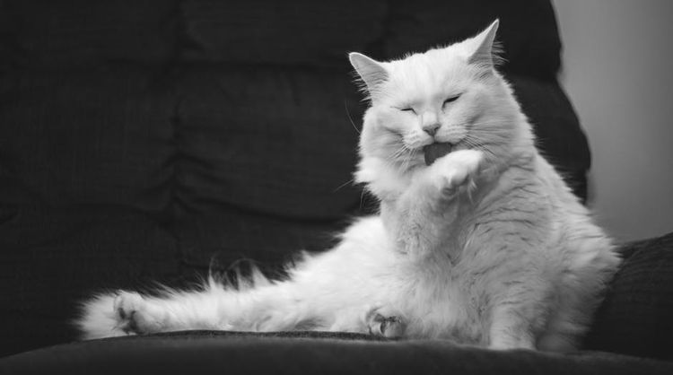 La gata se lame la pata