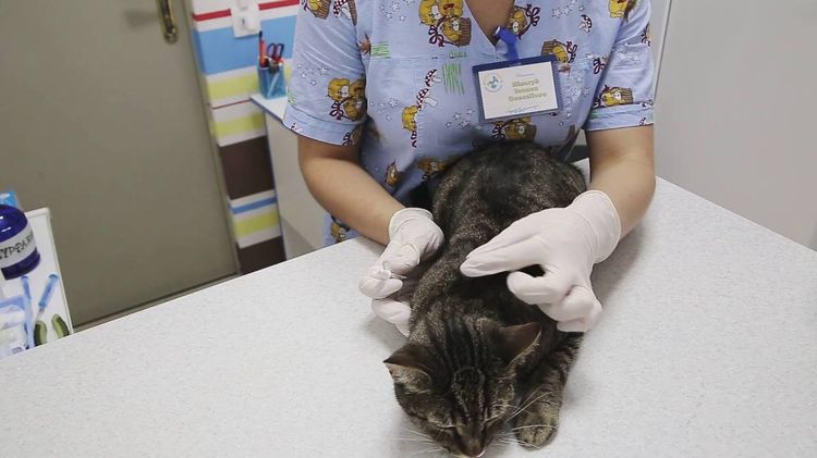 El veterinario aplica gotas al gato en la cruz.