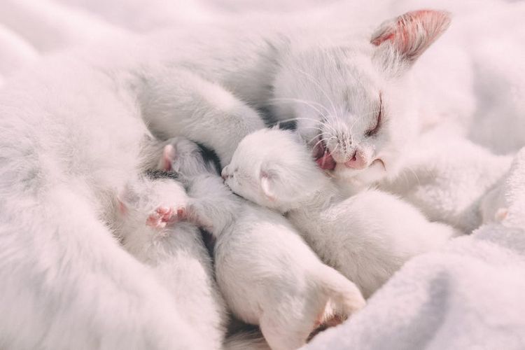 Gata con gatitos recién nacidos