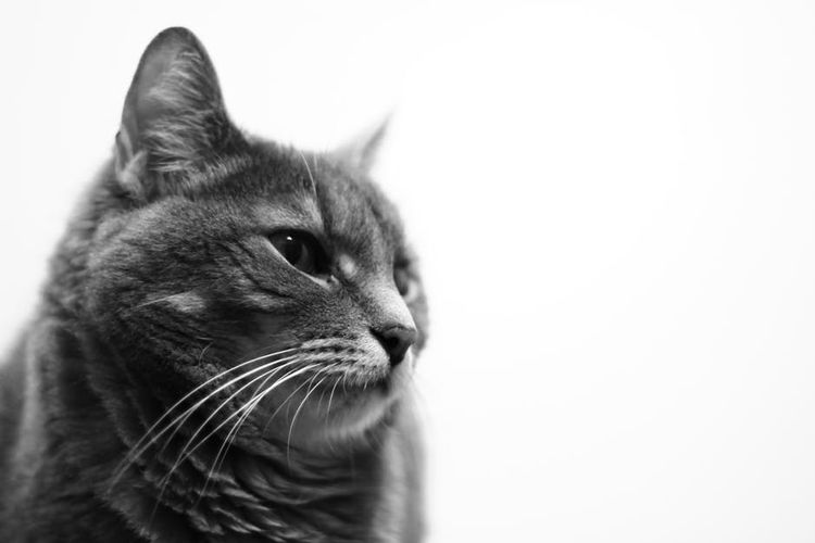Gato hosco