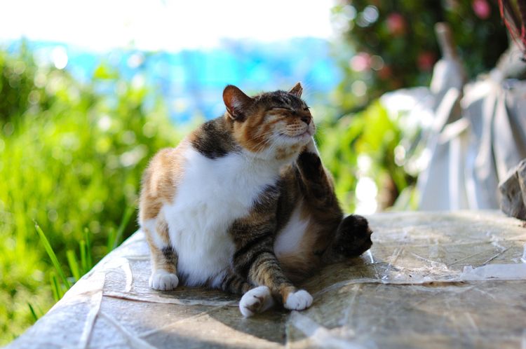 El gato se rasca detrás de la oreja con la pata