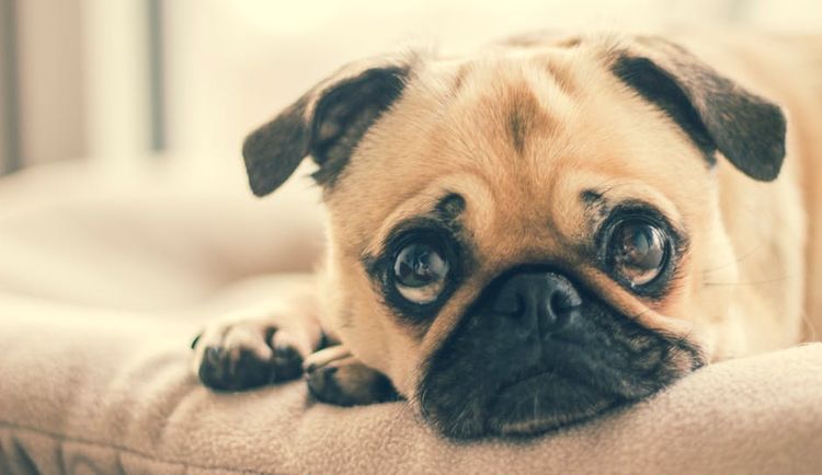 Carlino triste