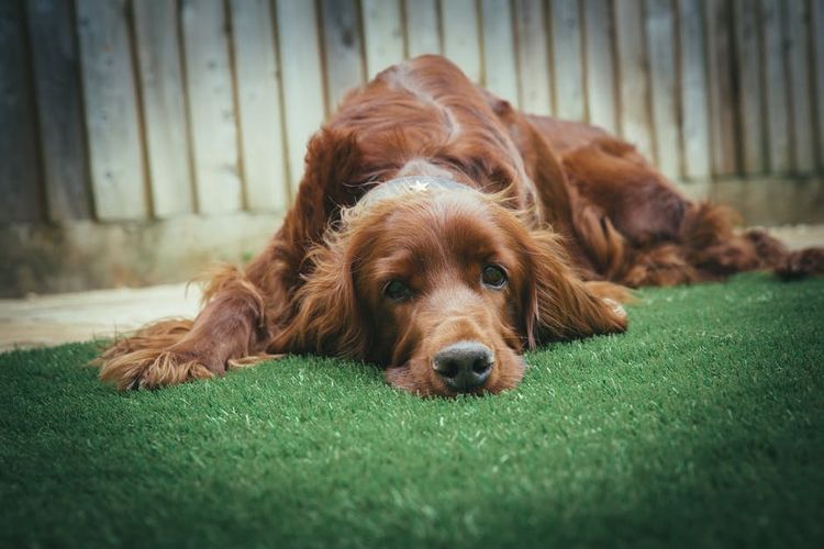 Un spaniel tumbado sobre la hierba