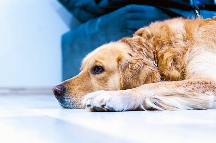 Labrador tumbado en el suelo
