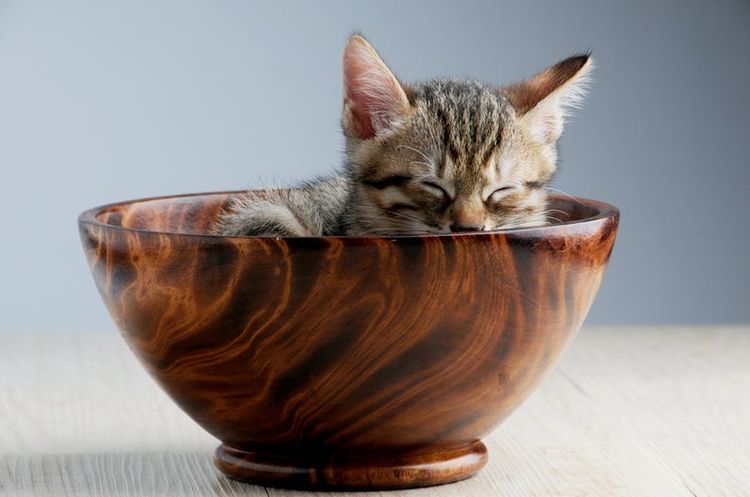 Gato durmiendo en una taza