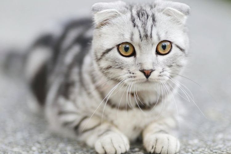 Gatito de orejas caídas