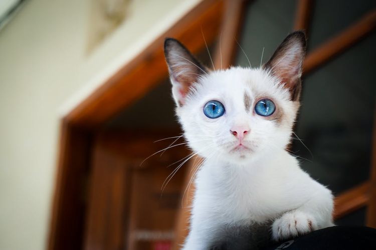 Gato con ojos azules