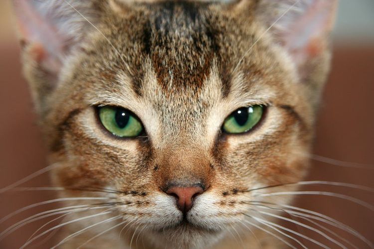 Gata enfadada