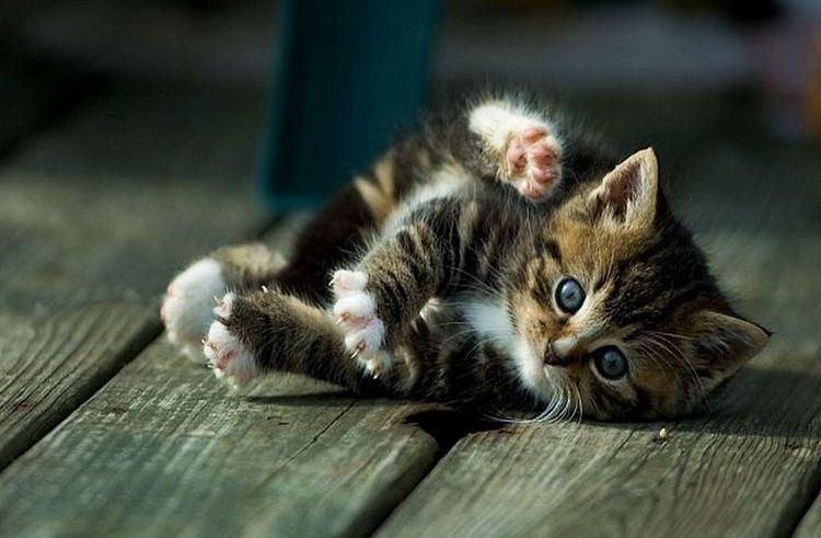 Gatito juguetón