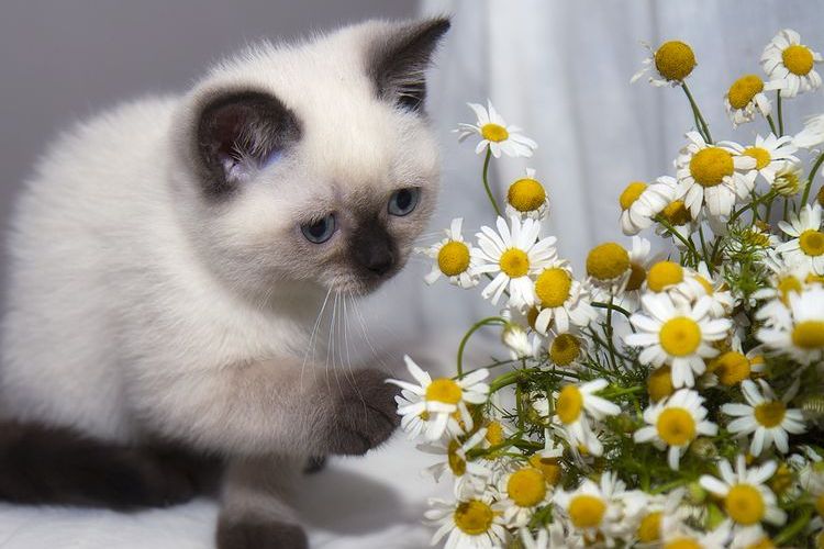 Gatito siamés y margaritas