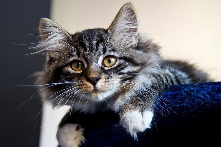 Gatito siberiano