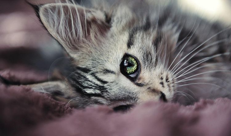Gatito siberiano