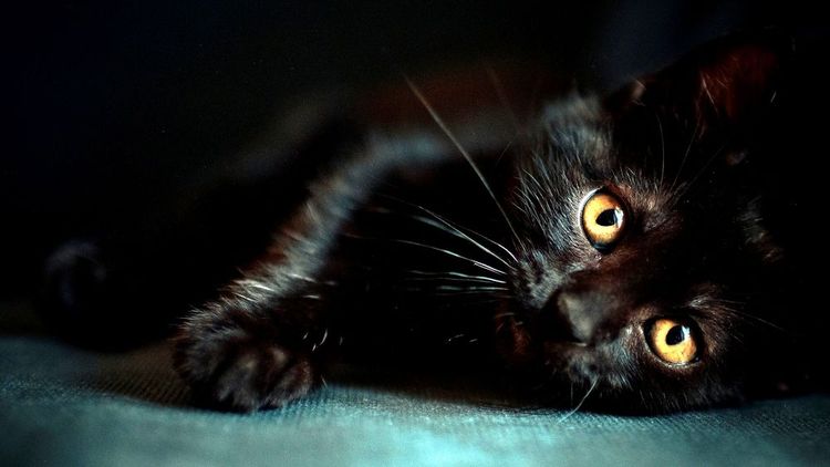 Gata negra