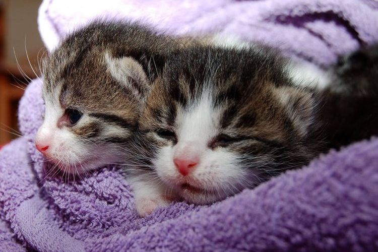Dos gatitos diminutos