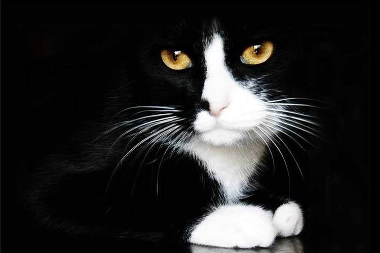 Gato de patas blancas