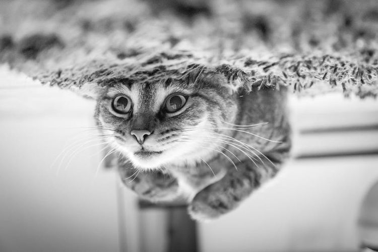 Gatito travieso