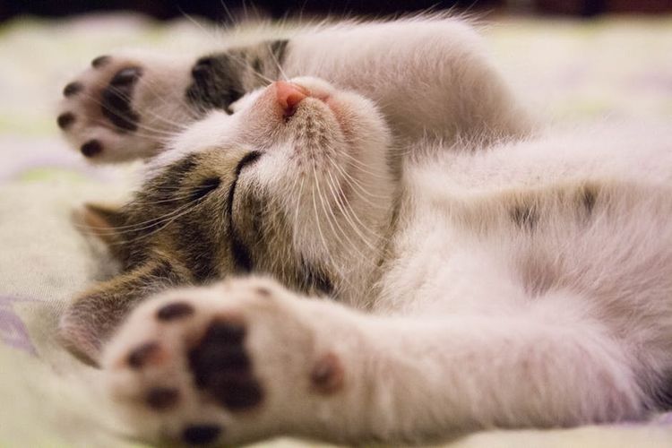 El gatito duerme