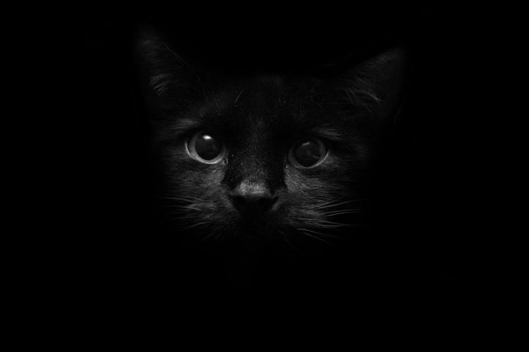 Gata negra