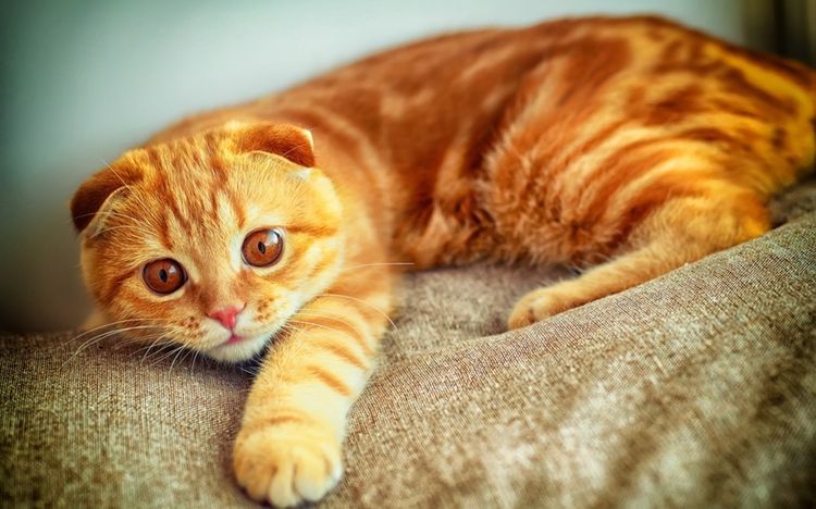 Gato naranja